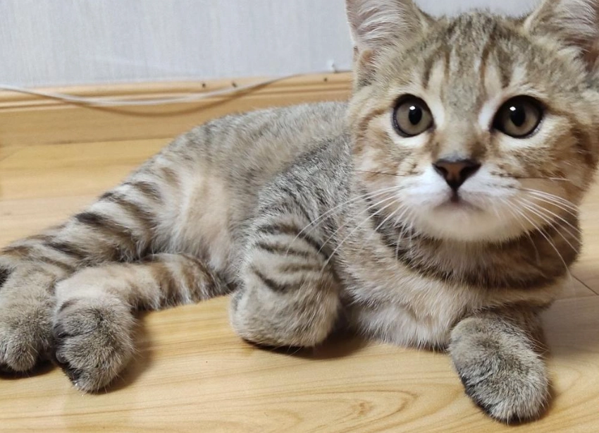 灰虎斑貓照顧