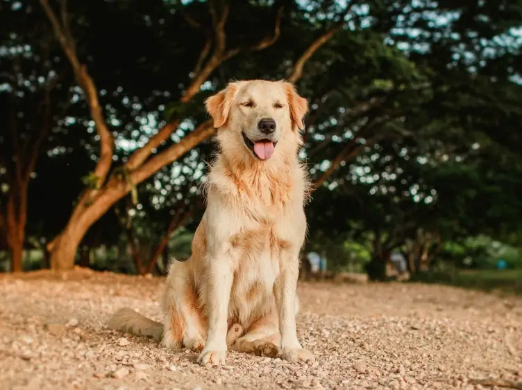 黃金獵犬一歲照顧 黃金獵犬一歲照顧