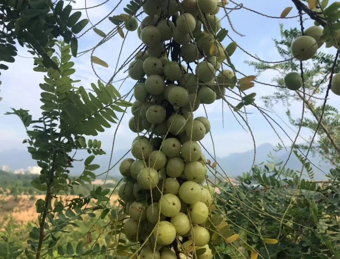油甘果種植