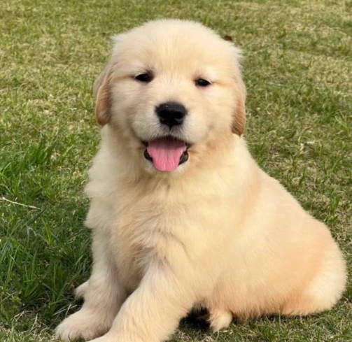 黃金獵犬一歲健康 黃金獵犬一歲健康