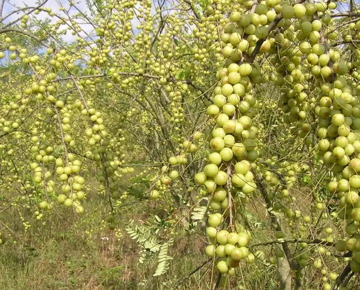 油甘果種植