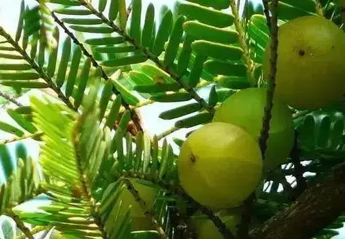 油甘果種植