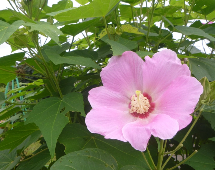木芙蓉種植