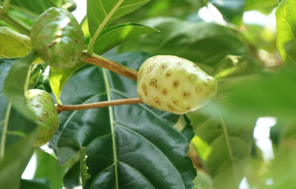 諾麗果食用禁忌