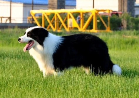 狗狗智商 狗狗智商