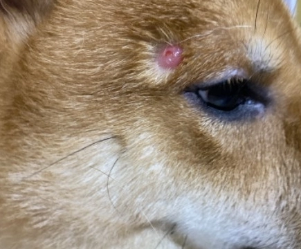 狗囊腫