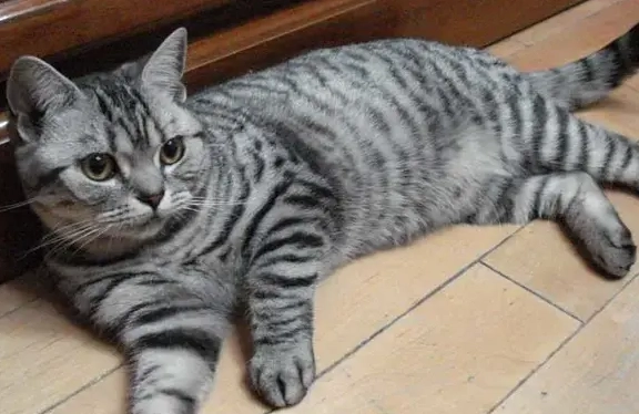 虎斑貓個性