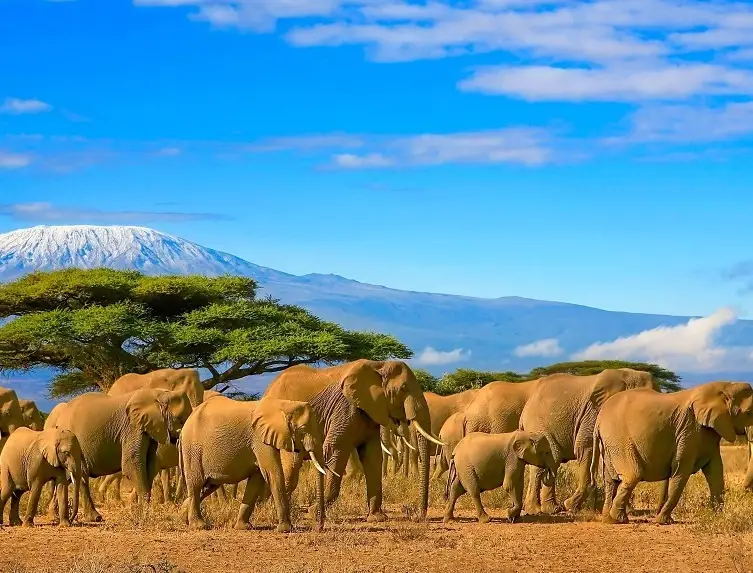 東非 safari
