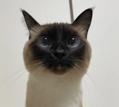 暹羅貓飼養技巧 暹羅貓飼養技巧