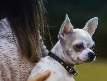 狗狗臨終哀嚎