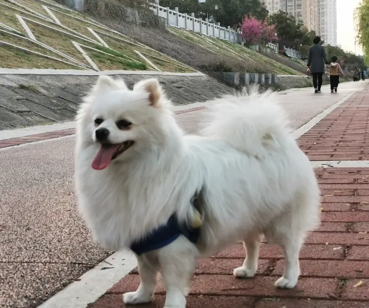 狗智力提升