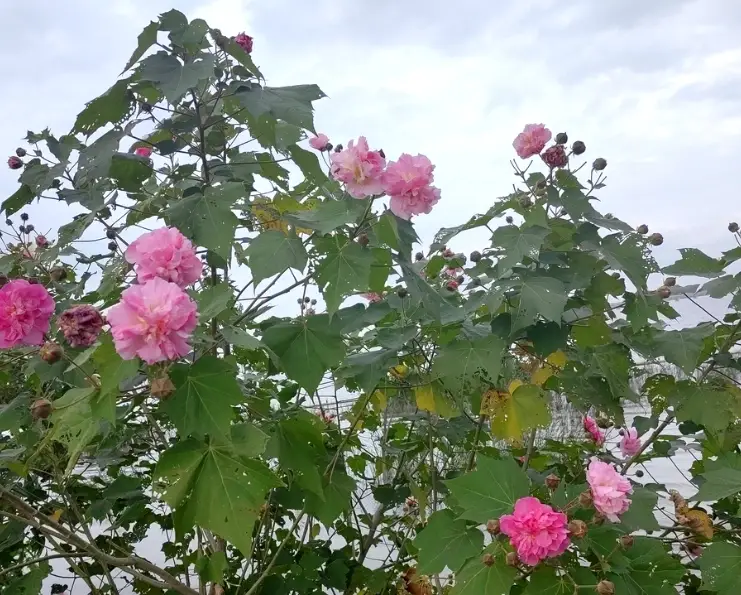 家居植物擺放