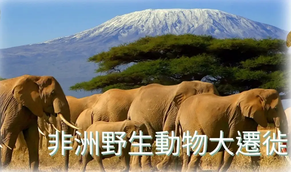 非洲動物大遷徙