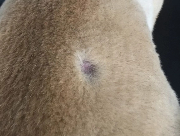 狗狗皮膚痘痘