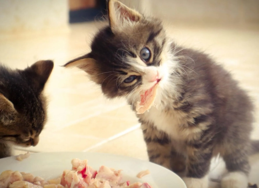 幼貓飼料