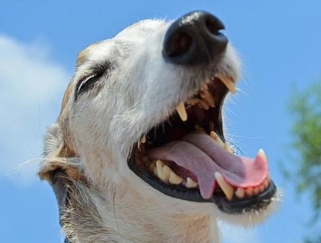 狗狗蛀牙