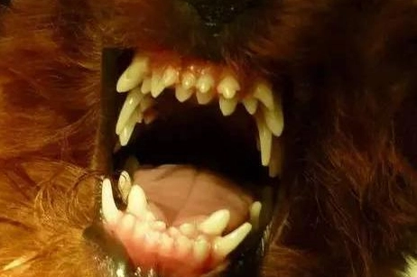 狗牙痛