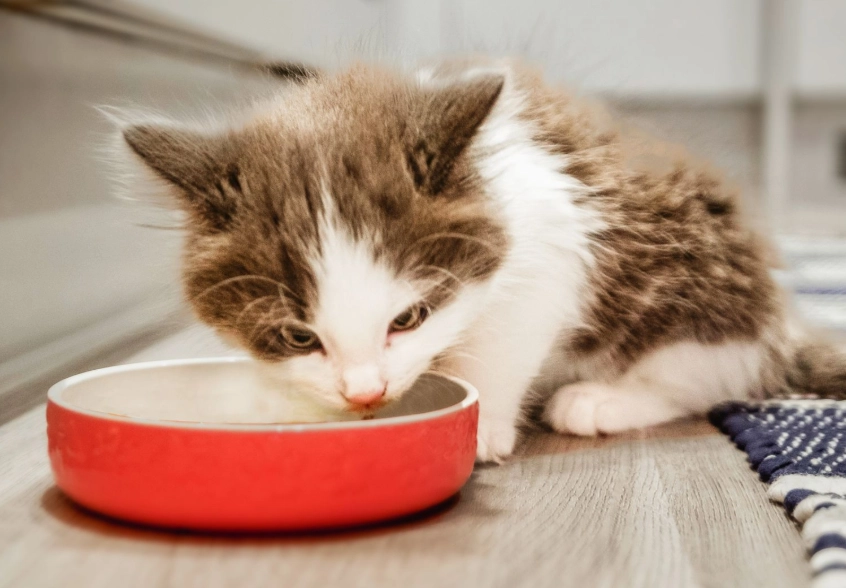 幼貓飼料