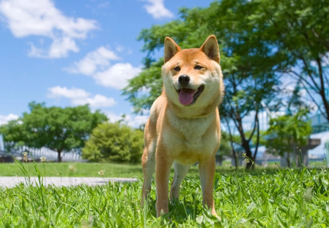 柴犬 乳糜胸 症狀 柴犬 乳糜胸 症狀