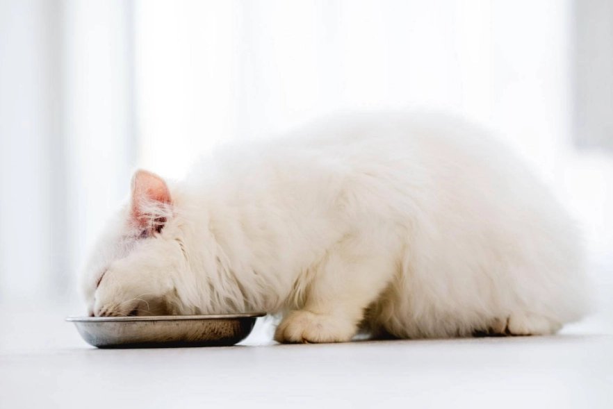 貓咪飼料轉換