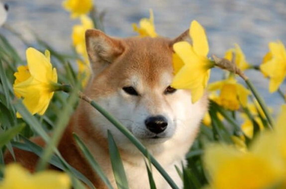 柴犬個性