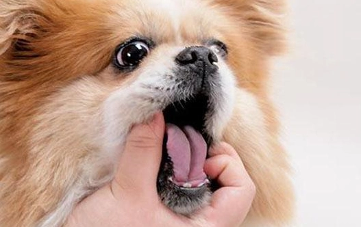 狗牙痛