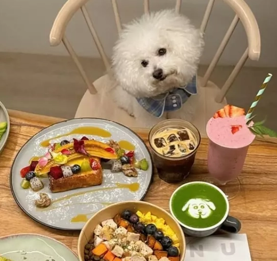 帶狗吃飯嘉義
