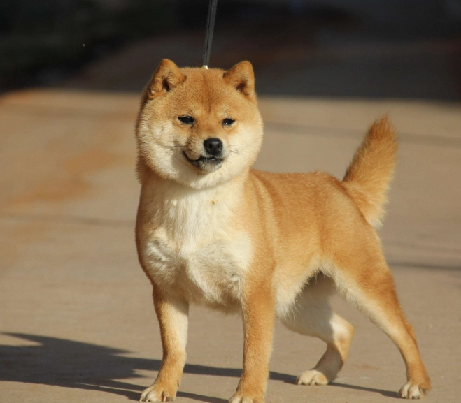 柴犬好養嗎