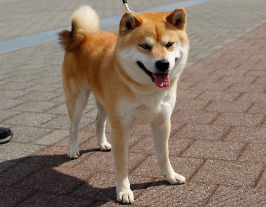 柴犬缺點