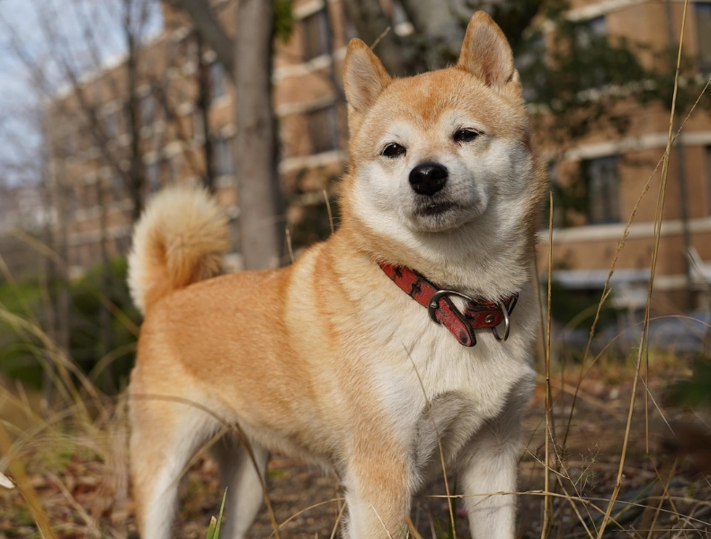 柴犬好養嗎