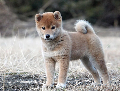 柴犬個性
