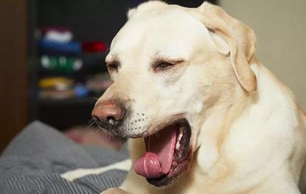 狗狗早上吐黃水