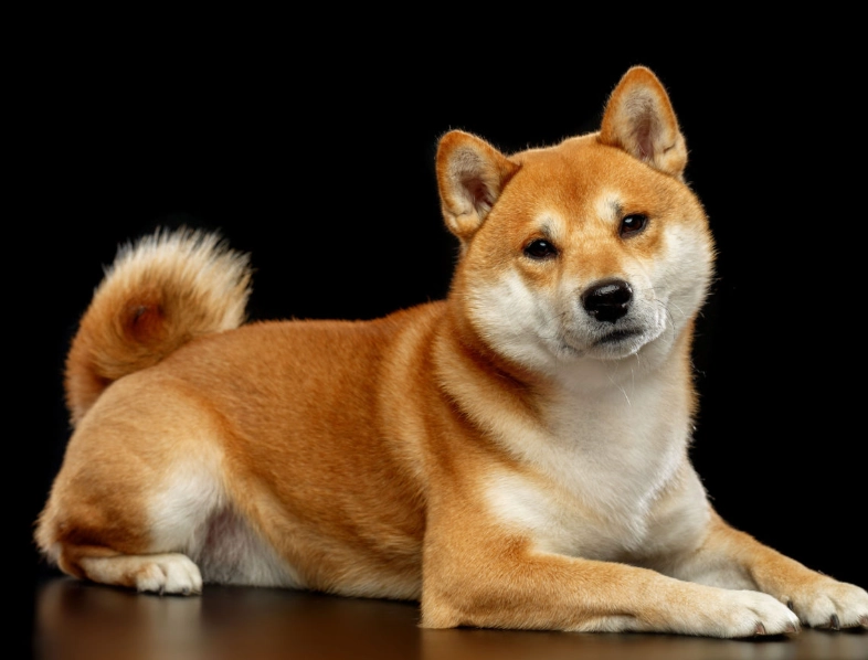 柴犬缺點