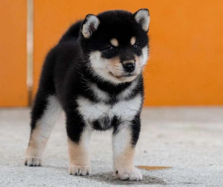 柴犬 乳糜胸 症狀 柴犬 乳糜胸 症狀