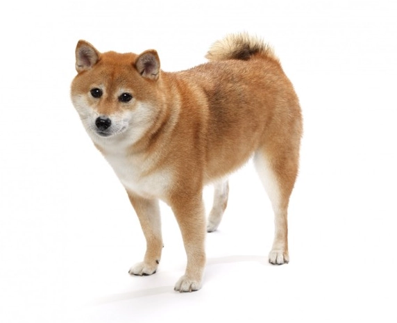 狗狗 胸腔 積水 狗狗 胸腔 積水