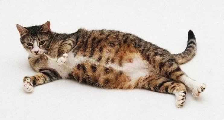 貓懷孕症狀