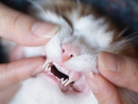 貓口腔健康