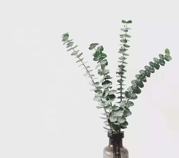 精油配方呼吸順暢