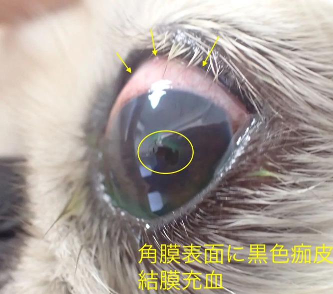 貓葡萄膜炎治療