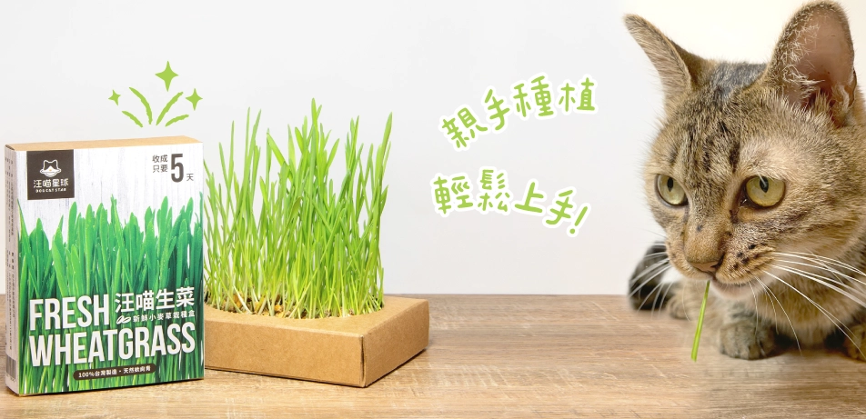 貓草種植