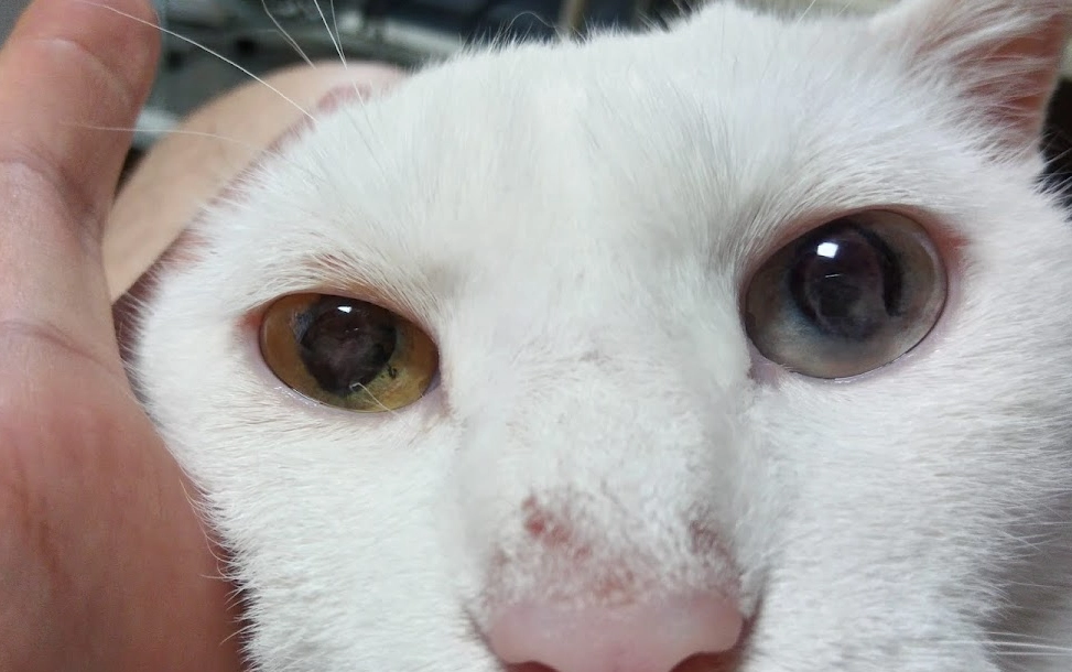 貓眼藥水推薦