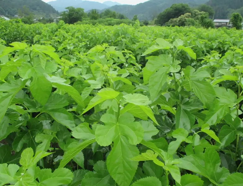 桑葉健康益處 桑葉健康益處