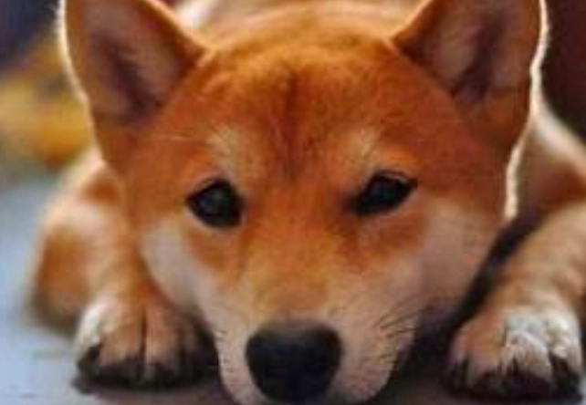 犬隻老化照護