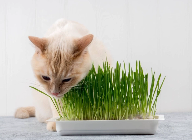 貓草好處