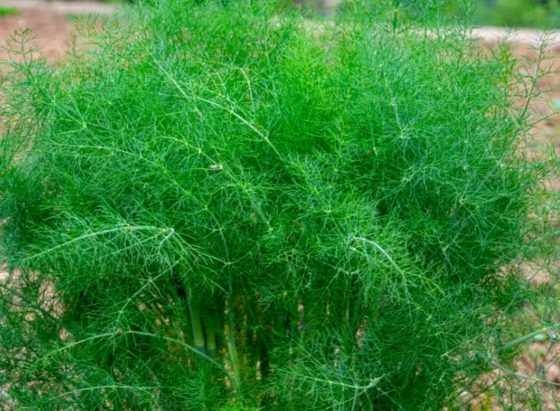 茴香怎麼吃