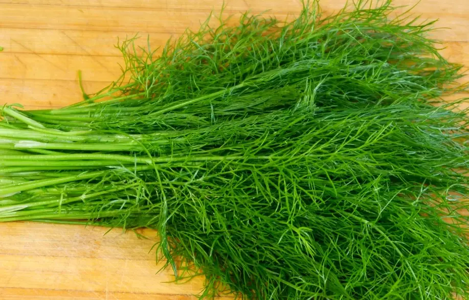 茴香菜營養