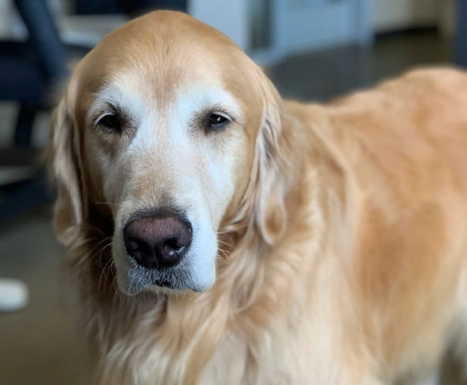 犬隻老化照護