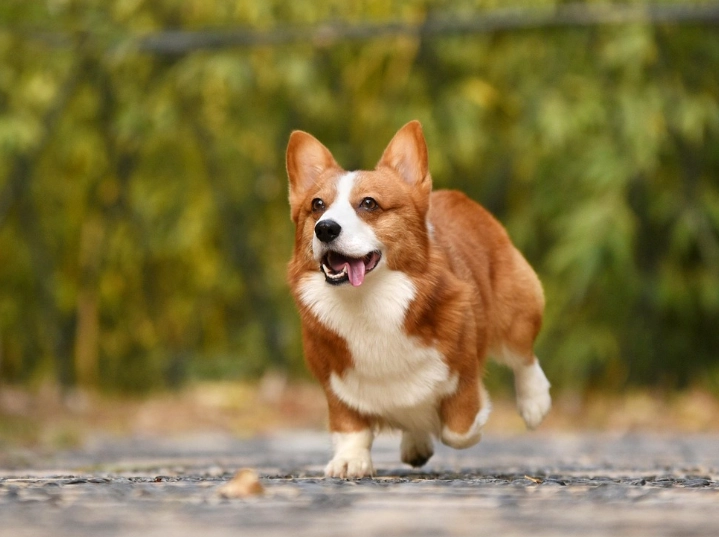 柯基犬疾病