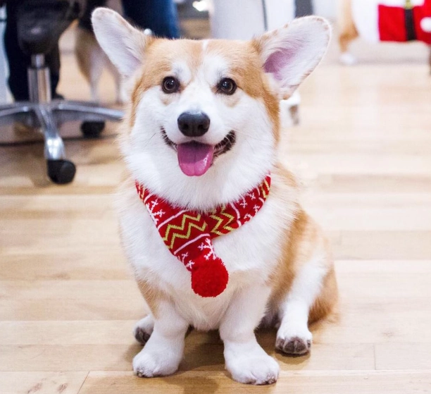 柯基犬疾病