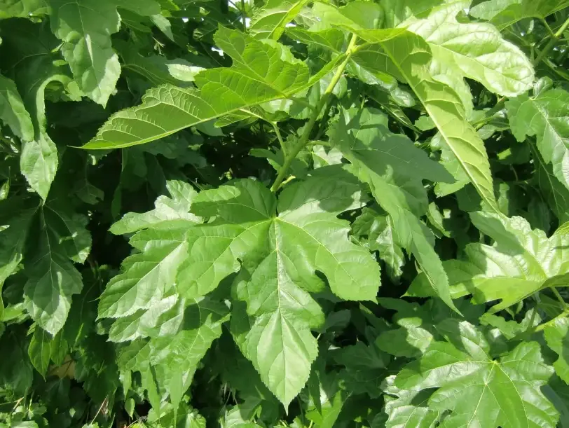 桑葚葉茶做法 桑葚葉茶做法